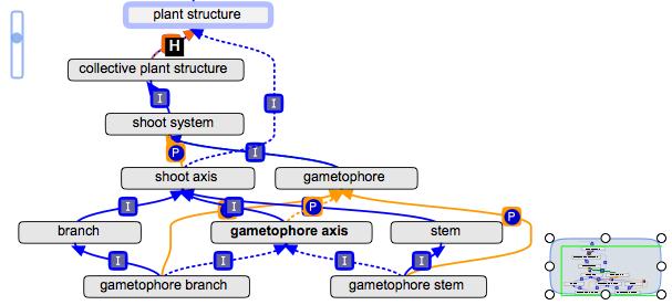 Gametophore axis2.jpg