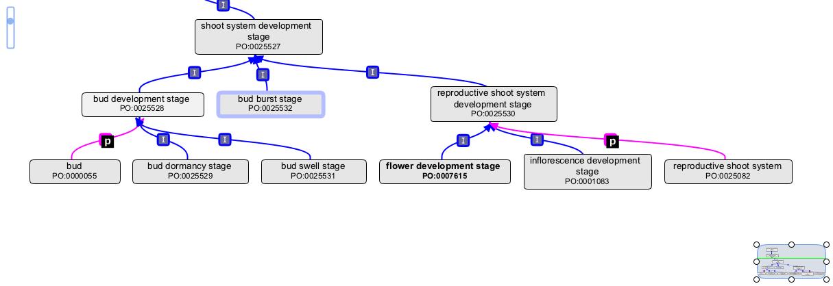 Shoot sytem development stages.jpg