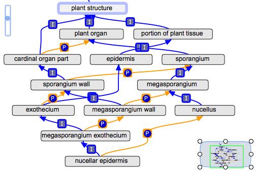 Sporangium wall4.jpg