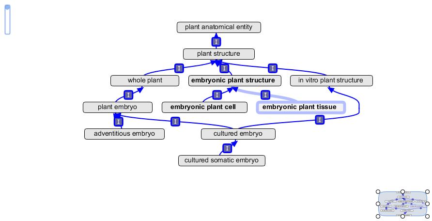 Embryo terms 4-14-11.jpg
