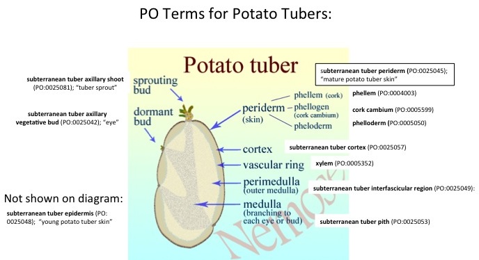 Labeled potato tuber image.jpg