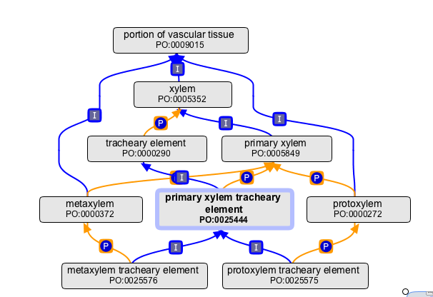 Primary xylem TEs.png