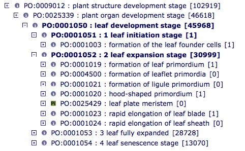 Leaf dev stages.jpg