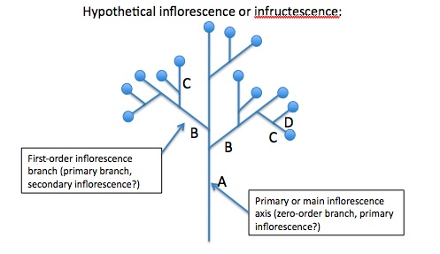 Inflorescence branch orders.jpg