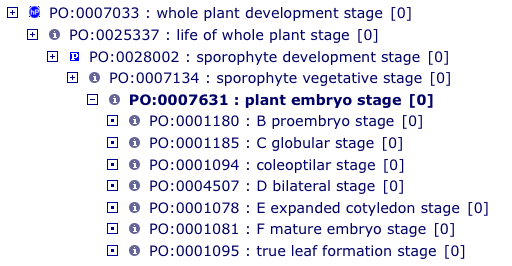 Plant Embryo Dev Stages.png