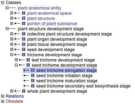 Seed trichome dev stage.jpg