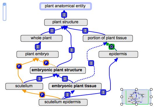 Embryonic plant structure.jpg